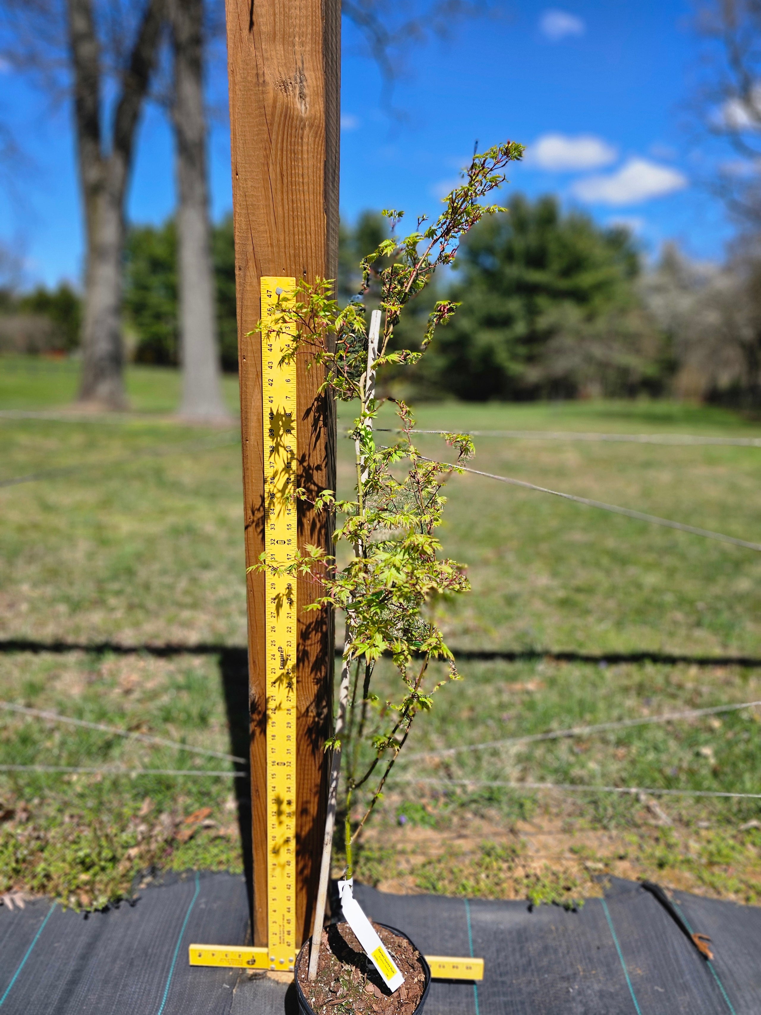 SKU 1240 - Alpenweiss Japanese Maple | Oster Farm Nursery